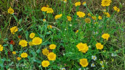 Gele ganzenbloem (Glebionis segetum)