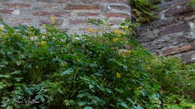 Gele helmbloem (Pseudofumaria lutea, synoniem: Corydalis lutea)