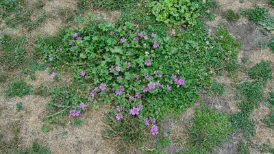Groot kaasjeskruid (Malva sylvestris)