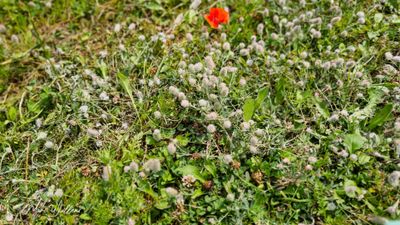 Hazenpootje (Trifolium arvense)