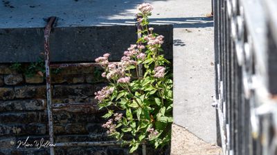 Koninginnekruid of leverkruid (Eupatorium cannabinum)