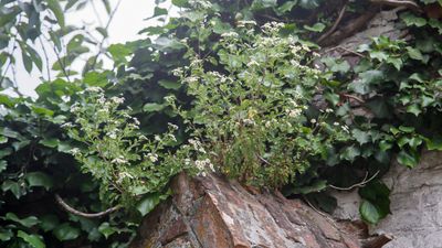 Moederkruid (Tanacetum parthenium)