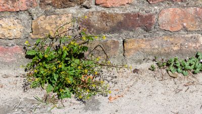 Moeraskers (Rorippa palustris, synoniem: Rorippa islandica)