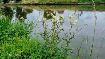 Moerasspirea (Filipendula ulmaria)