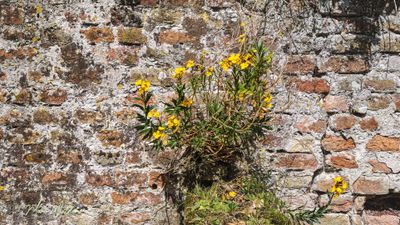 Muurbloem (Erysimum cheiri)