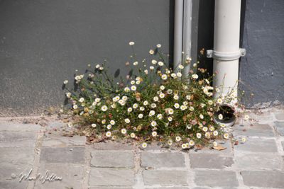 Muurfijnstraal (Erigeron karvinskianus, synoniem: Erigeron mucronatus)