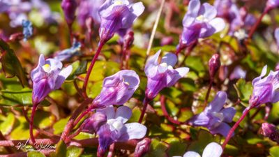 Muurleeuwenbek (Cymbalaria muralis)