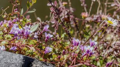 Muurleeuwenbek (Cymbalaria muralis)