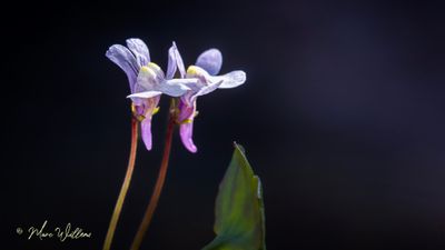 Muurleeuwenbek (Cymbalaria muralis) - detail van de bloei