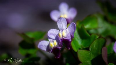 Muurleeuwenbek (Cymbalaria muralis) - detail van de bloei