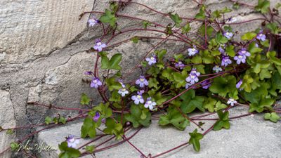Muurleeuwenbek (Cymbalaria muralis)