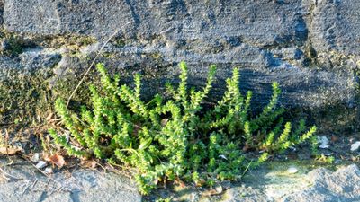 Muurpeper (Sedum acre)