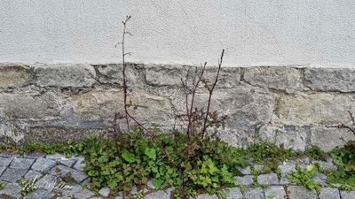 Muursla (Mycelis muralis)