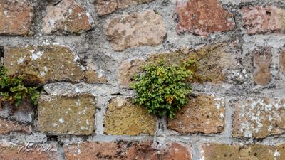 Muurvaren (Asplenium ruta-muraria)