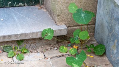 Oost-Indische kers (Tropaeolum majus)