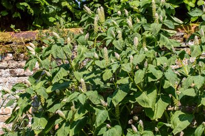 Oosterse karmozijnbes (Phytolacca esculanta)
