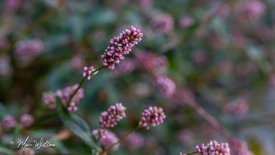 Perzikkruid (Persicaria maculosa)