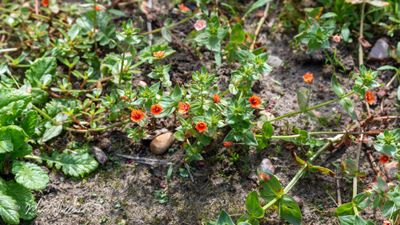 Rood guichelheil (Anagallis arvensis subsp. arvensis)