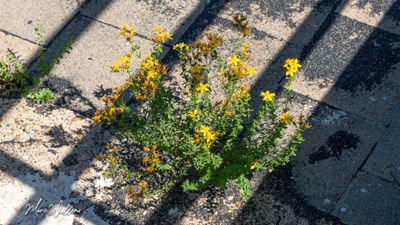 Sint-janskruid (Hypericum perforatum)