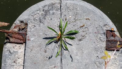 Smalle weegbree (Plantago lanceolata)