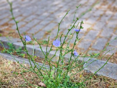 Wilde cichorei (Cichorium intybus)
