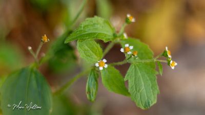 Harig knopkruid (Galinsoga quadriradiata)