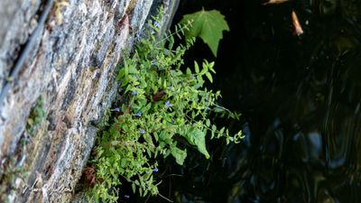 Blauw glidkruid (Scutellaria galericulata)