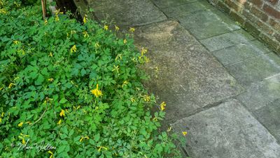 Gele helmbloem (Pseudofumaria lutea, synoniem: Corydalis lutea)