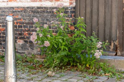 Koninginnekruid of leverkruid (Eupatorium cannabinum)