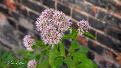 Koninginnekruid of leverkruid (Eupatorium cannabinum)