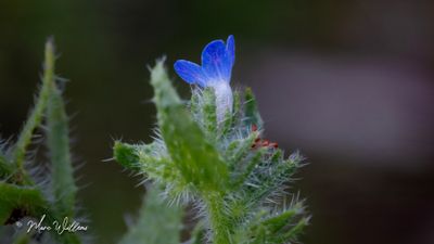 Kromhals (Anchusa arvensis, synoniem: Lycopsis arvensis)