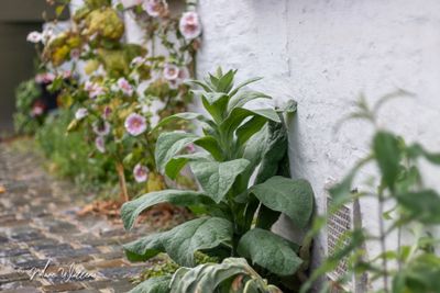 Koningskaars (Verbascum thapsus)