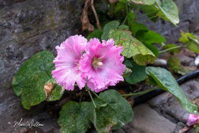 Stokroos (Alcea rosea, synoniem: Althaea rosea)