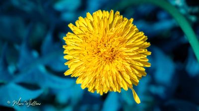 Paardenbloem (Taraxacum officinale)