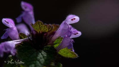 Paarse dovenetel (Lamium purpureum)