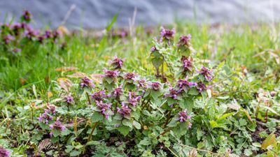 Paarse dovenetel (Lamium purpureum)
