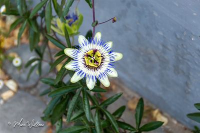 passiebloem (Passiflora caerulea)