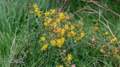 Jakobskruiskruid (Jacobaea vulgaris subsp. vulgaris, synoniem: Senecio jacobaea)