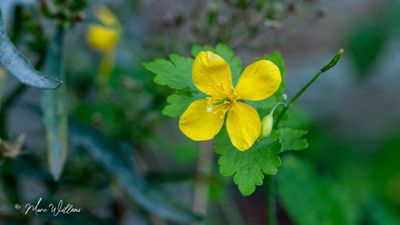 Stinkende gouwe (Chelidonium majus)