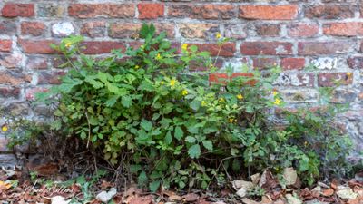 Stinkende gouwe (Chelidonium majus)