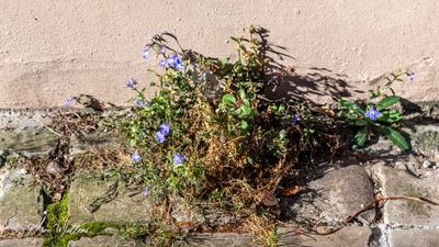 Tuinlobelia (Lobelia erinus)