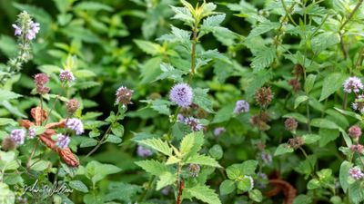 Watermunt (Mentha aquatica) en wolfspoot (Lycopus europaeus)