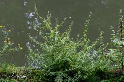 Wolfspoot (Lycopus europaeus)