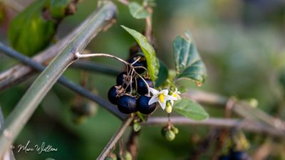 Zwarte nachtschade (Solanum nigrum)