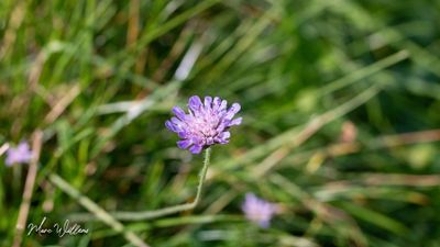 Beemdkroon (Knautia arvensis)