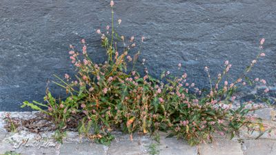 Perzikkruid (Persicaria maculosa, synoniem: Polygonum persicaria)