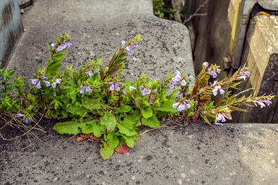 Blauw glidkruid (Scutellaria galericulata)