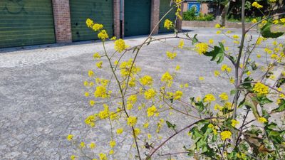 Zwarte mosterd (Brassica nigra)