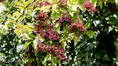 Gewone vlier (Sambucus nigra)