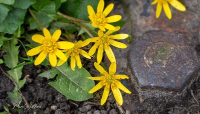 Gewoon speenkruid (Ficaria verna)